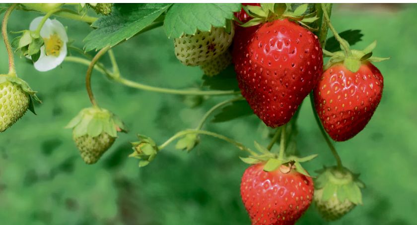 Dlaczego na początku sezonu truskawki są tak drogie?
