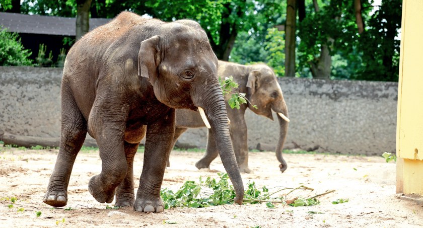 Płockie ZOO zaprasza również w ferie zimowe. Fot. D. Ossowski
