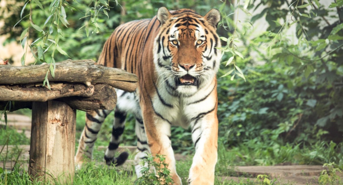 ZOO, śmiałków przekona dzień płockim lepiej całym świecie - zdjęcie, fotografia