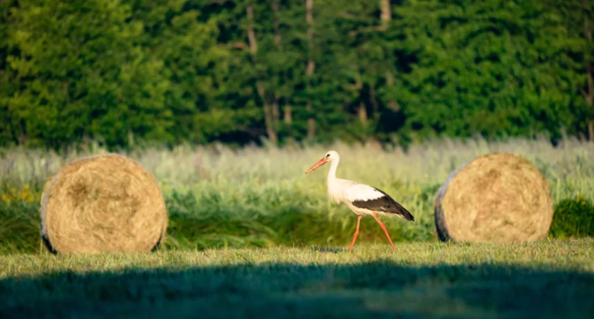 Fot. Bartosz Mika / mazowsze.travel