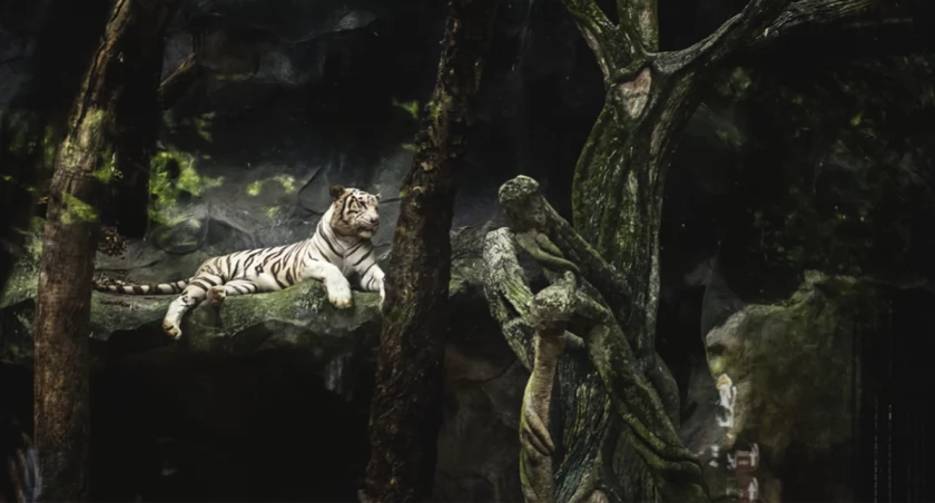 ZOO po Zmroku czyli nowa impreza w Płockim Ogrodzie Zoologicznym