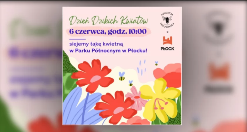 Dzień Dzikich Kwiatów w Płocku