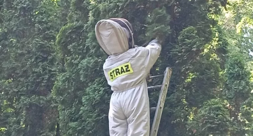 Ubrany w kombinezon strażak, wszedł na drabinę i szybko uporał się z brzęczącym problemem