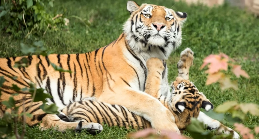 W sobotę, 27 lipca w płockim ZOO świętowany będzie Światowy Dzień Tygrysa 
