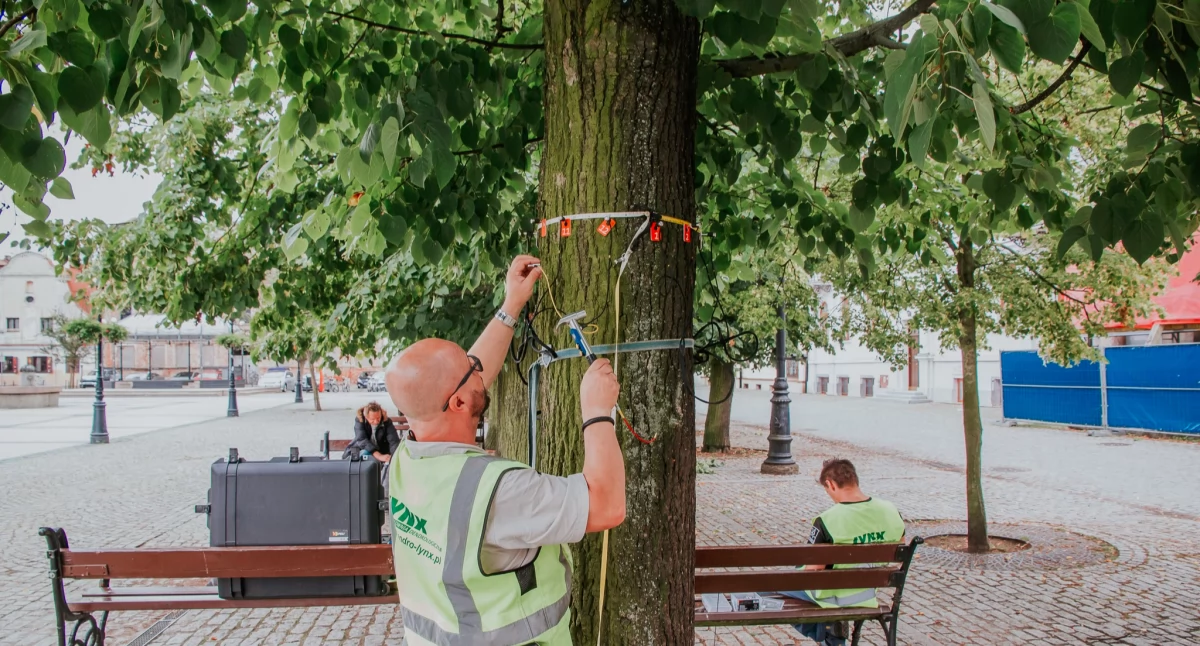 Pierwszy krok w kierunku zazielenienia Starego Rynku został zrobiony