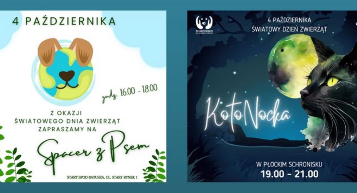 Co wybierzesz? KotoNockę czy spacer z psami?