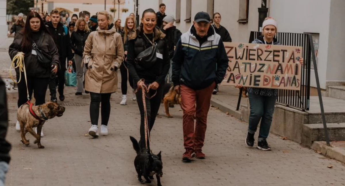 Psiaki ze Schroniska dla zwierząt w Płocku pojawiły się w piątek na starówce