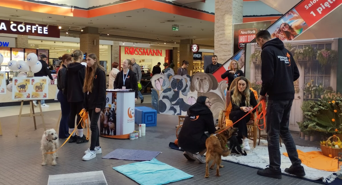 W sobotę w Galerii Wisła Schronisko dla Zwierząt w Płocku prezentowało pieski do adopcji