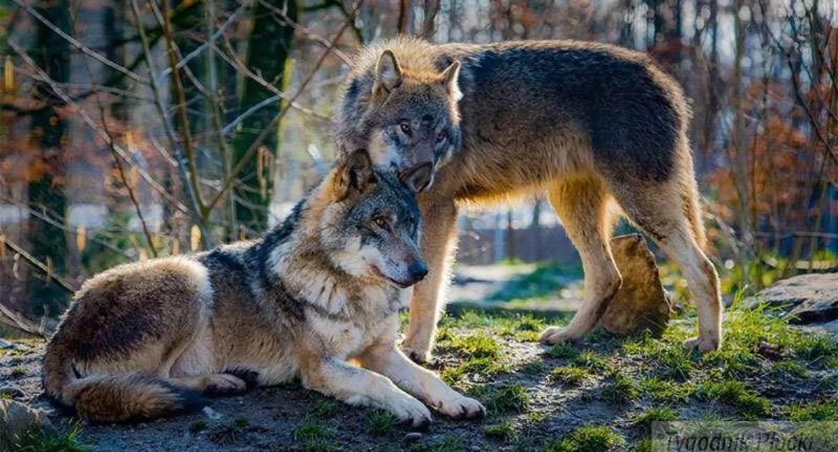 O tym się mówi, okolicach Szczawina Kościelnego pojawiły wilki Wójt prosi zachowanie ostrożności - zdjęcie, fotografia