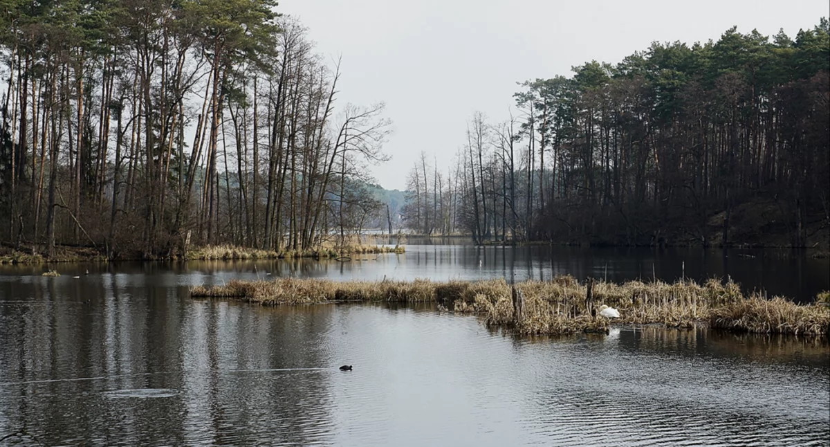Wokół Nas, Walczą uratowanie Jeziora Soczewka „To miejsce umiera lat” - zdjęcie, fotografia