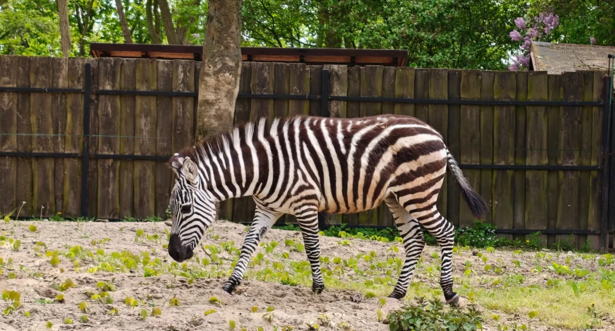 Łezka to nowa mieszkanka płockiego ZOO