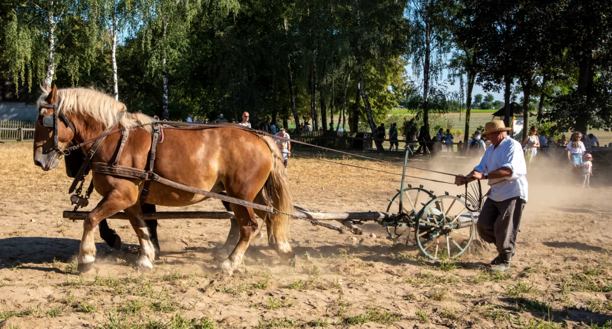 Wokół Nas, września sierpeckim skansenie głównej ziemniak - zdjęcie, fotografia