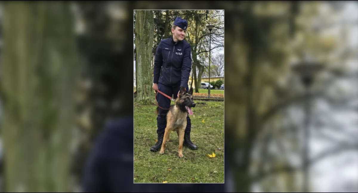 Podopiecznym sierż. Małgorzaty Jabłońskiej z Komendy Miejskiej Policji w Płocku został roczny owczarek niemiecki maści wilczastej - Wiron