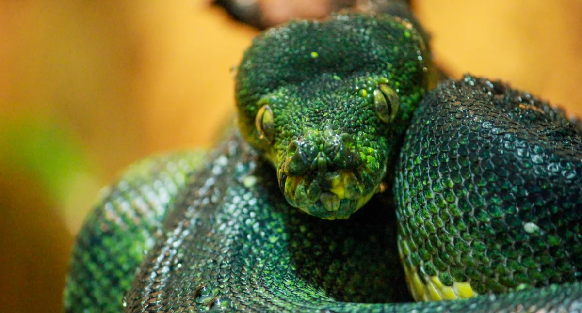 ZOO, płockim mieszkaniec zielony nocny łowca - zdjęcie, fotografia