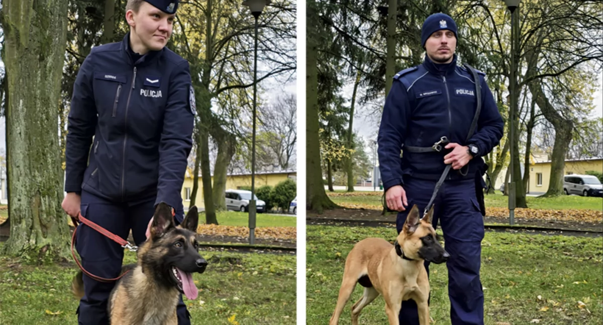 Warto wiedzieć, Wiron Wachta czworonożni partnerzy Policji Cztery łapy akcji - zdjęcie, fotografia