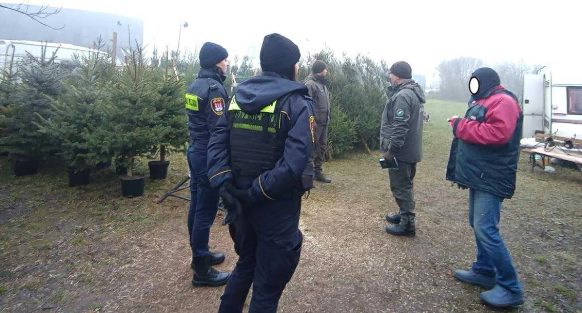 Straż miejska, Kupujesz choinkę Płocku Strażnicy mówią uważać - zdjęcie, fotografia