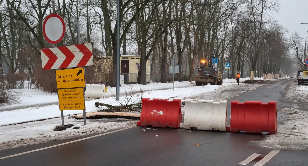 Warto wiedzieć, Remont Wyszogrodzkiej Płocku dzieje drzewami - zdjęcie, fotografia