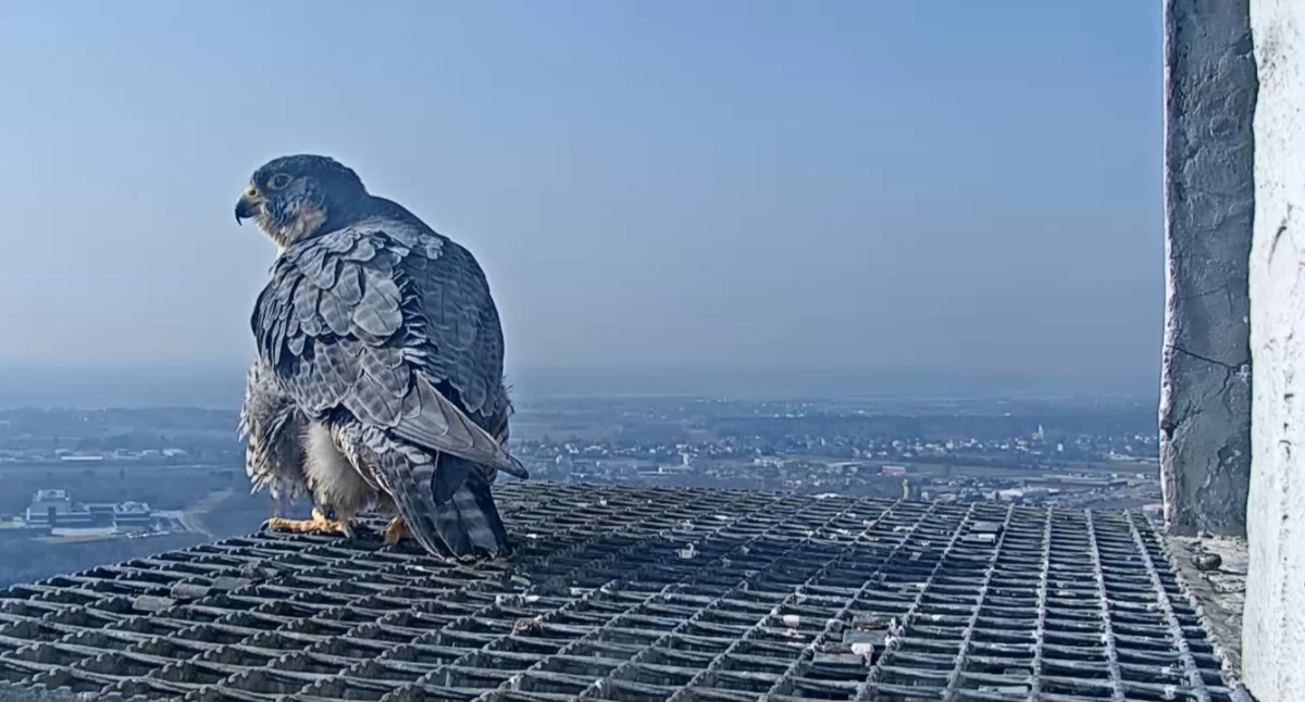 Warto wiedzieć, Pierwsze gnieździe sokołów Płocku! Werwa Rafik czekają młode - zdjęcie, fotografia