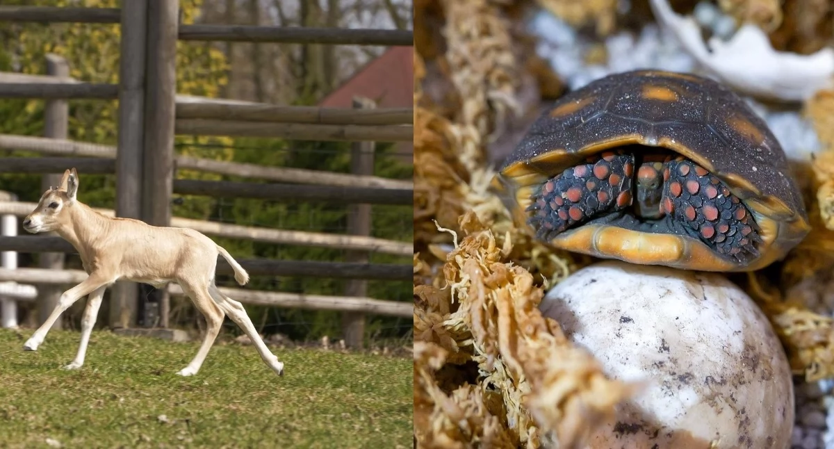 ZOO, Radosne nowiny płockiego świat przyszedł oryks szablorogi skorupki wykluł żółw żabuti czarny - zdjęcie, fotografia