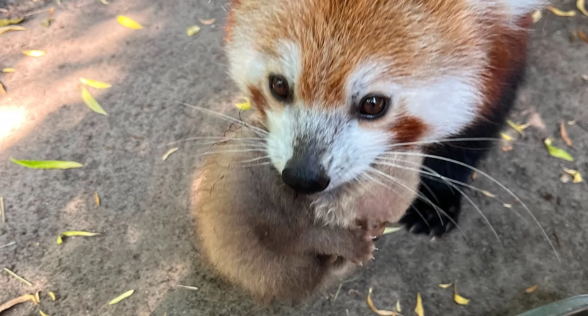Fot. ZOO Płock