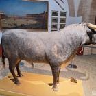 Jeden z eksponatów w muzeum La Real Maestranza