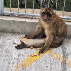 Jak mam się ustawić do zdjęcia? Odwiedzamy Gibraltar