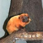 zoo lwiatki hot 2