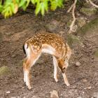 Zoo Płock