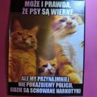 zdjęcie nr 51