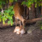 Zoo Płock