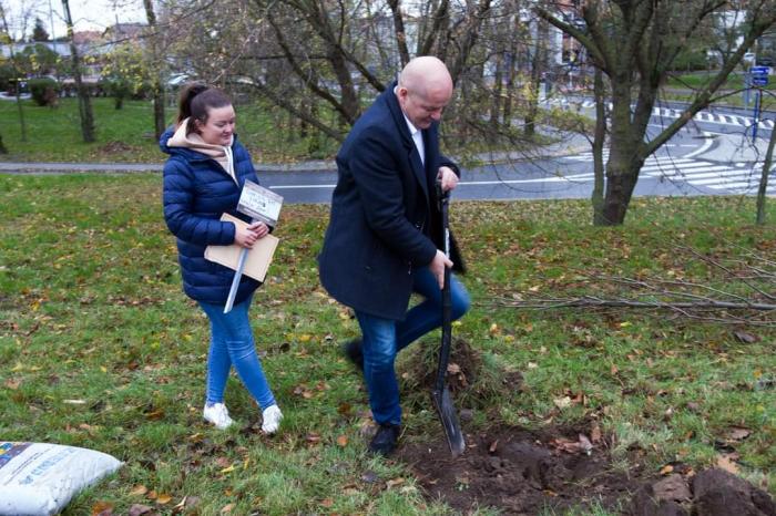 Prezydent Płocka Andrzej Nowakowski podczas sadzenia Drzew Młodych Płocczan