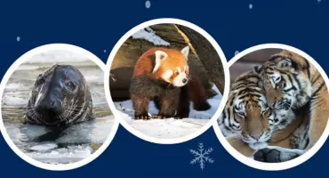 Wstęp do ZOO tylko dla dzieci. Już od 15 stycznia  