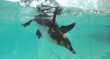 W płockim ogrodzie zoologicznym znów zamieszkały pingwiny. Na razie jest pięć samic, ale w sobotę...