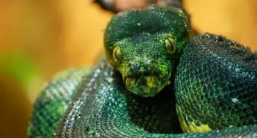 W płockim ZOO jest nowy mieszkaniec. To zielony, nocny łowca