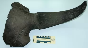 Kopał staw i trafił na prehistorię. W ziemi leżały szczątki sprzed 20 tysięcy lat