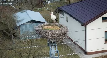 Bocian Kajtuś wrócił do swojego gniazda – lokalny bocian rozpoczyna wiosnę
