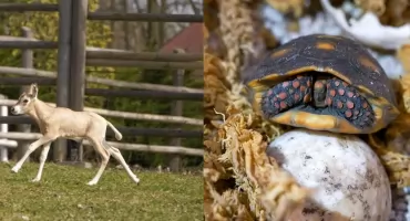 Radosne nowiny z płockiego ZOO! Na świat przyszedł oryks szablorogi, a ze skorupki wykluł się żółw żabuti czarny
