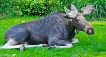 Łoś wpadł z wizytą na prywatną posesję. Do akcji ruszyli druhowie z OSP