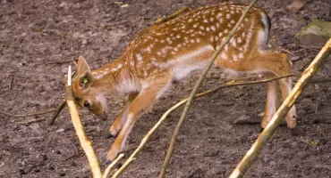 Poznajcie uroczego, nowego mieszkańca płockiego zoo! [ZDJĘCIA]