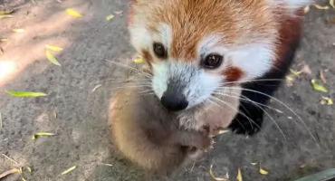 Wystarczy jedno spojrzenie i trudno się nie uśmiechnąć. Płockie zoo ma dwóch nowych puchatych lokatorów