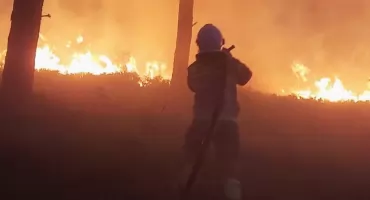 Lasy jak zapałki