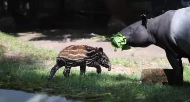 Historyczne narodziny w płockim zoo! [ZDJĘCIA]